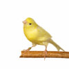 yellow-canary